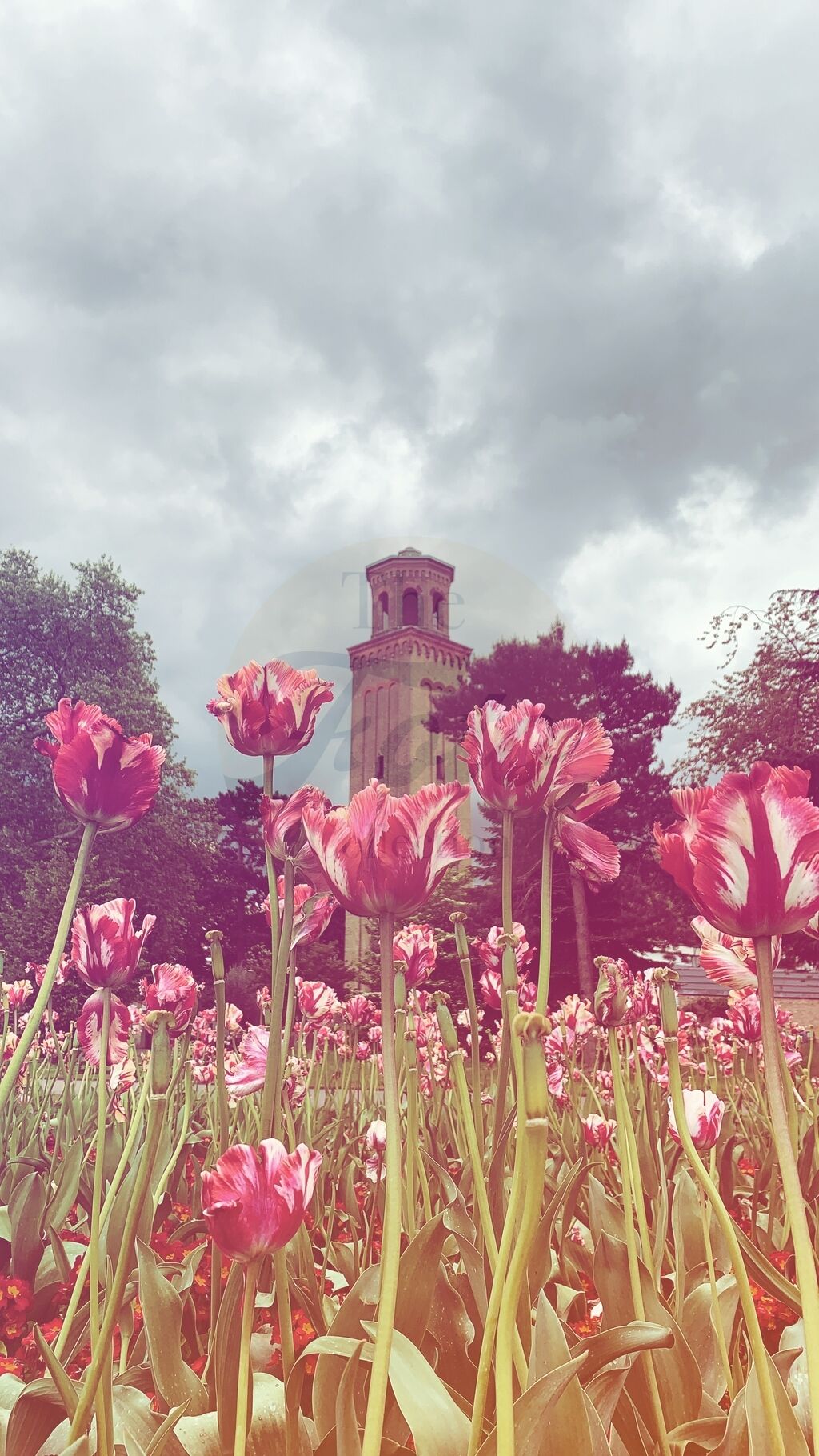 Flowers & Tower