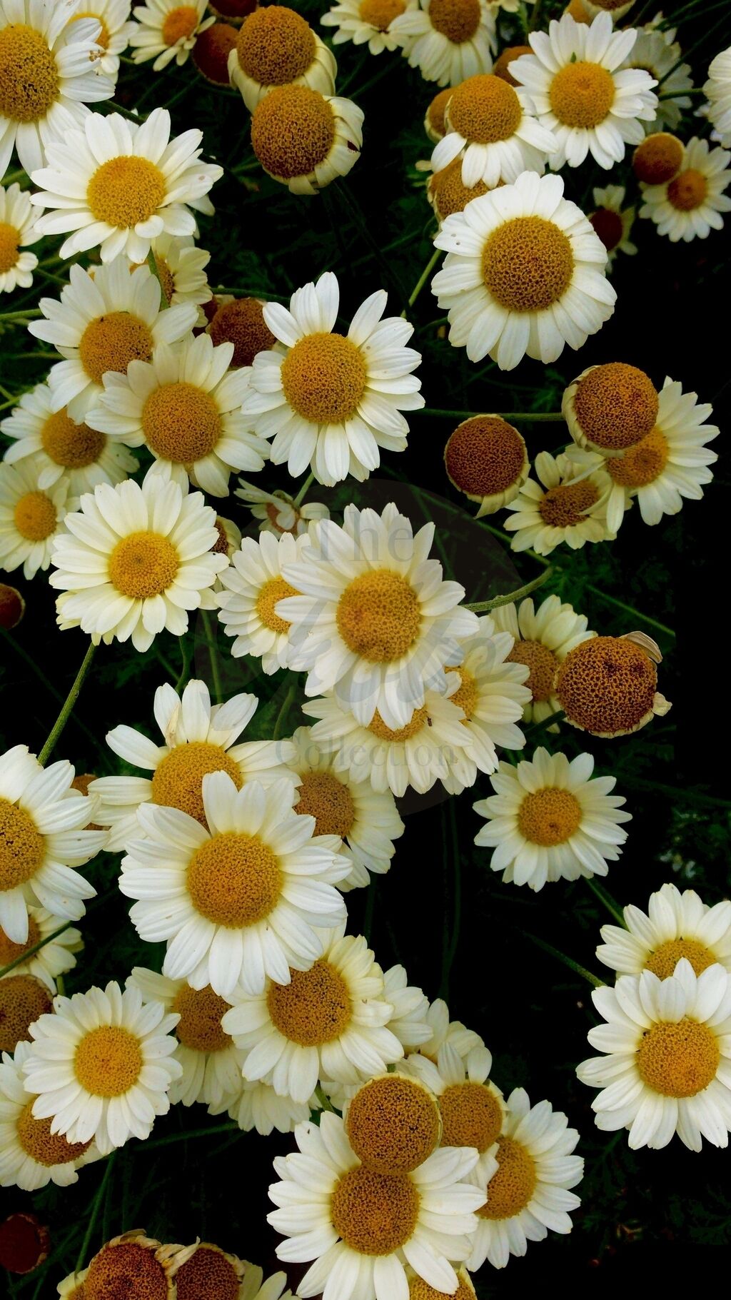 Daisies