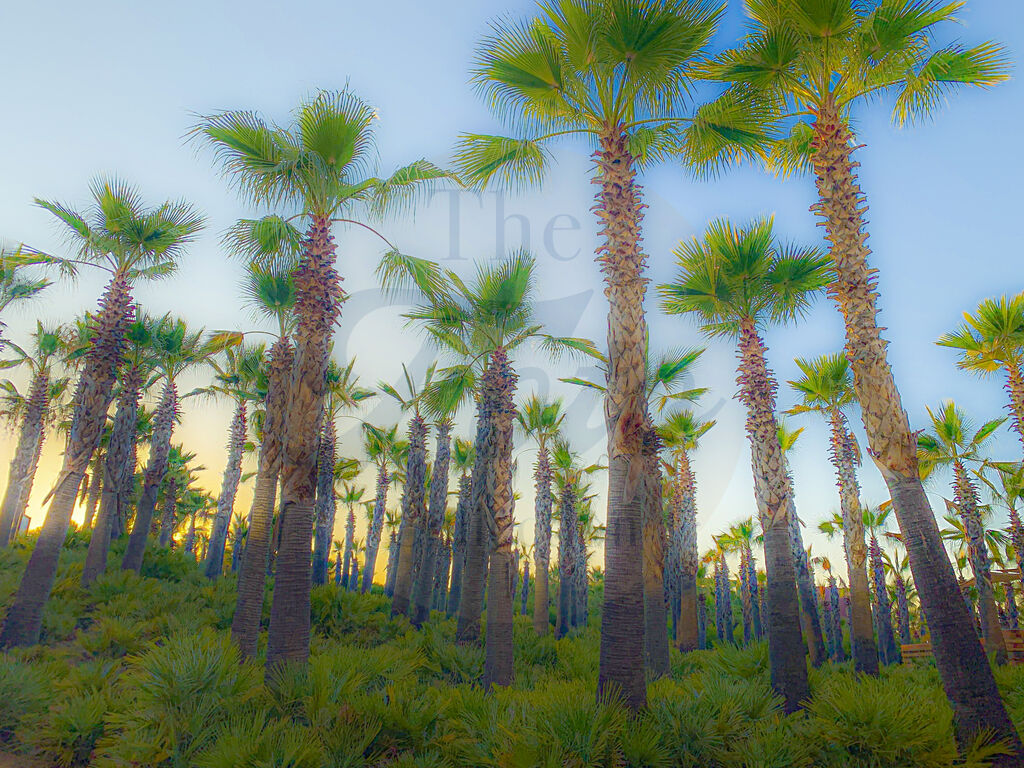 Palms