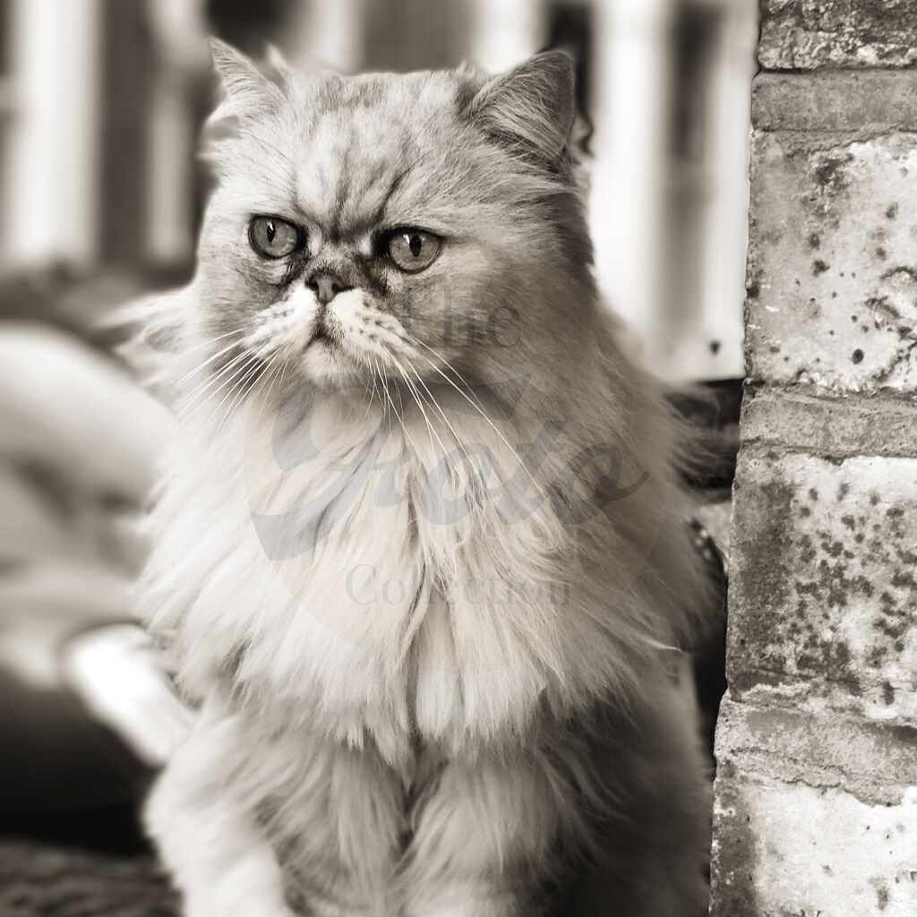 Persian Cat