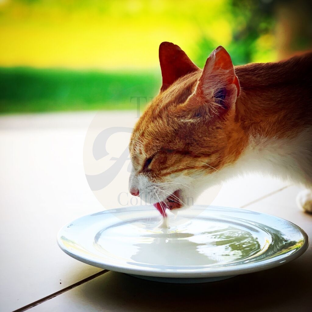 Thirsty Cat
