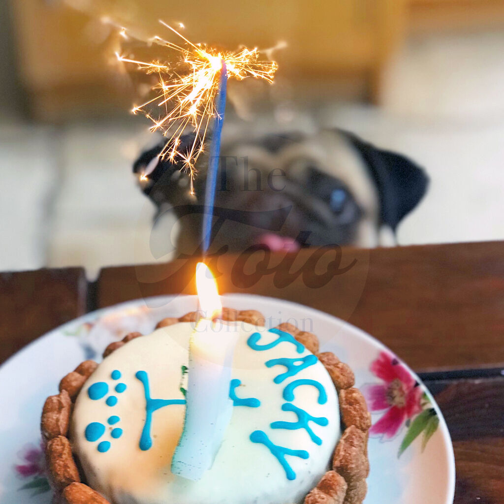 Happy Birthday Pug