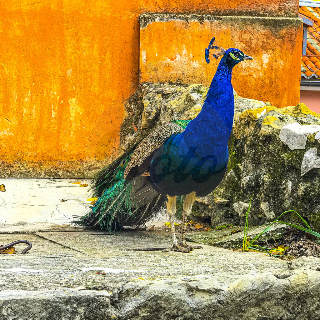 The Peacock