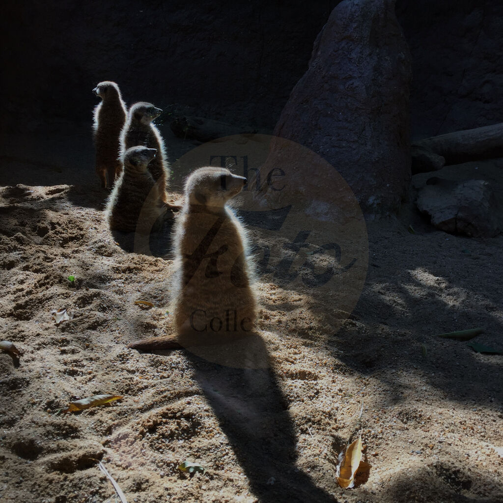 Meerkats